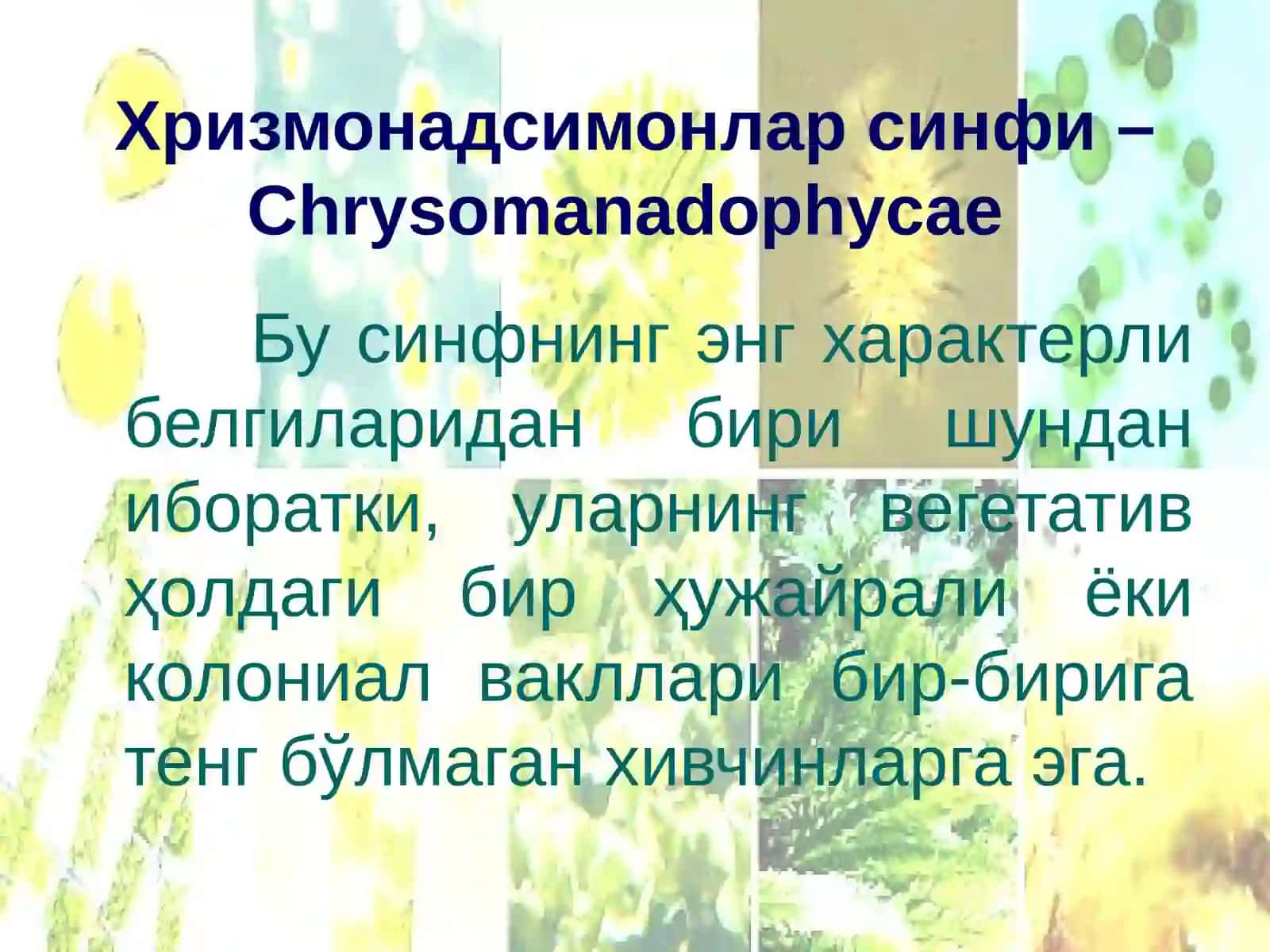 Тилларанг сувўтлари бўлими-Chryzophyta 4