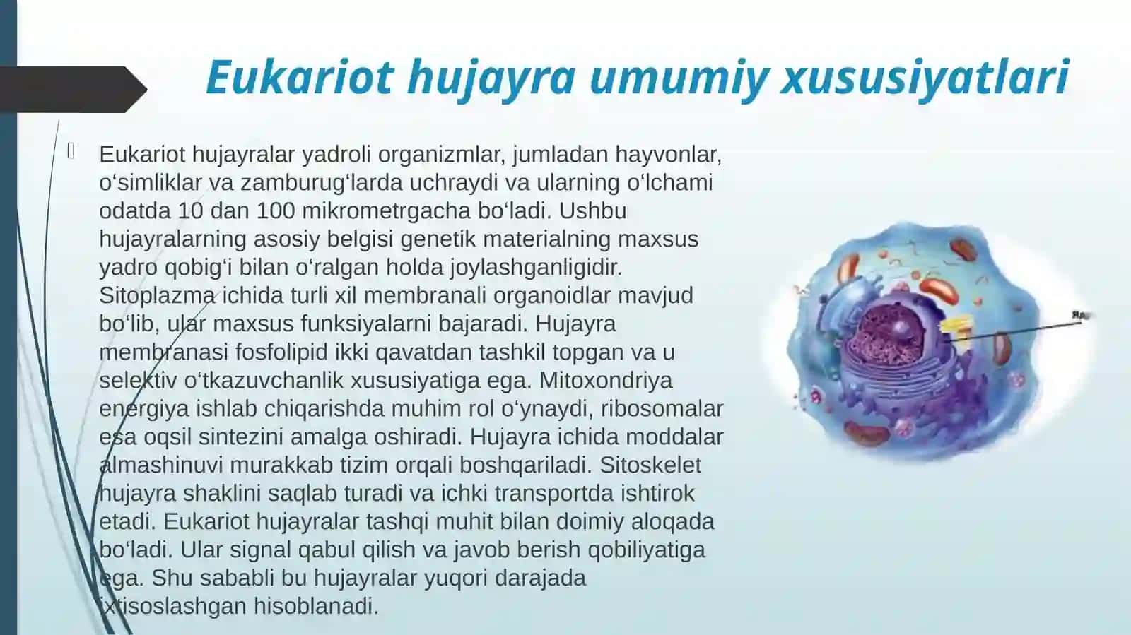 Eukariot hujayralarning ultrastrukturaviy tuzilishi.pptx 4