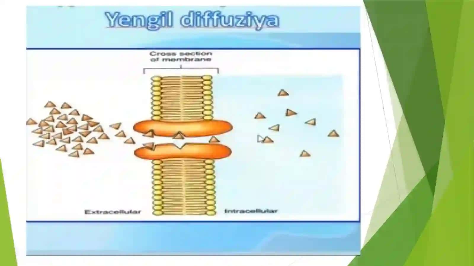 Bakteriyalarning oziqlanishi 4