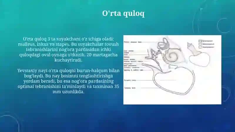 Sezgia’zolari.Quloqgistologiyasi 4