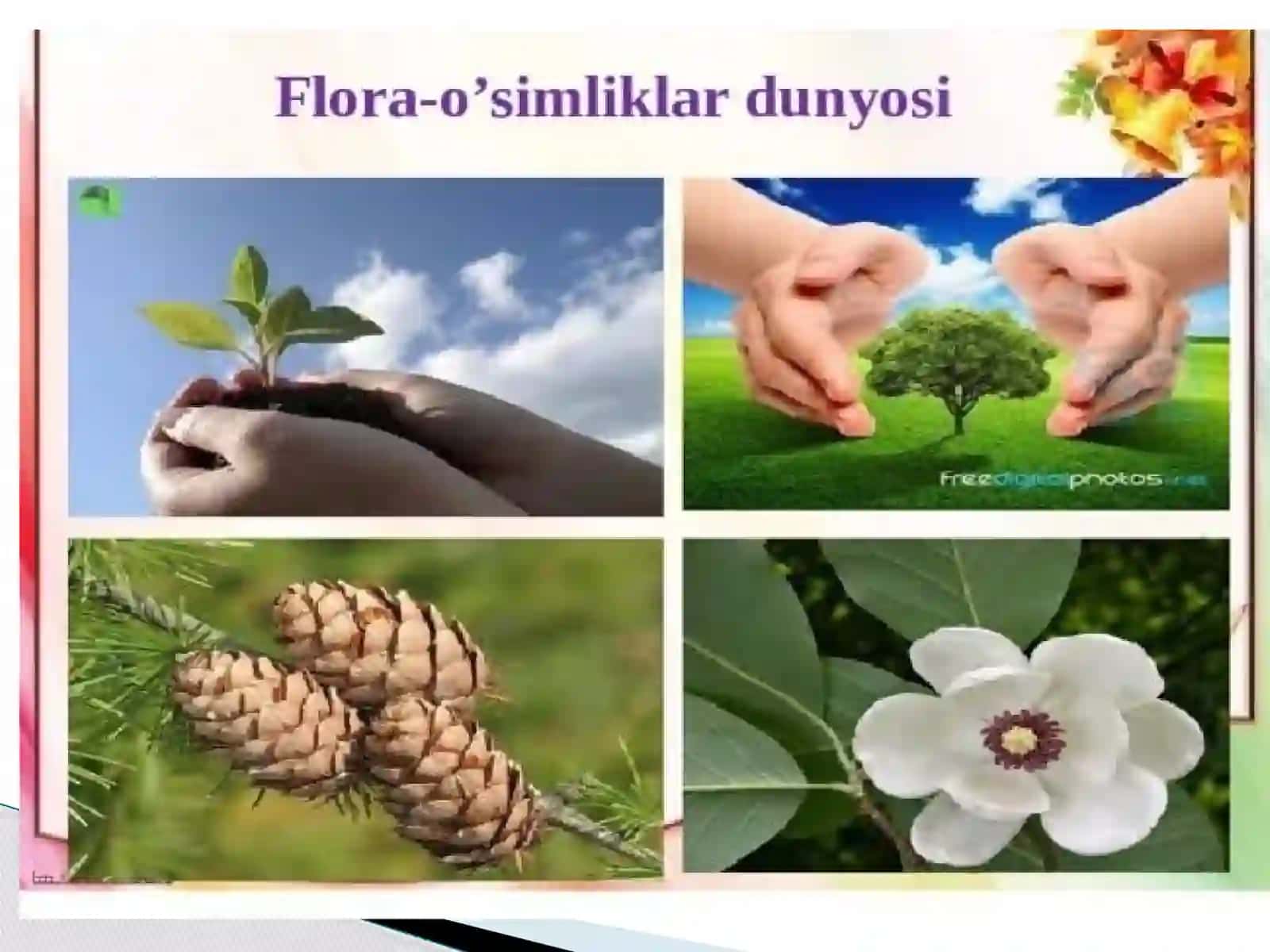 O'simlik jamoalari 4