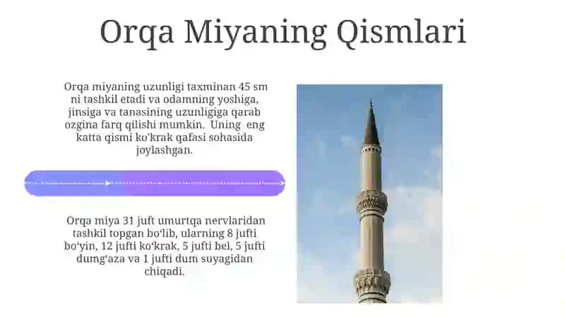 Orqa miya nervlari 4