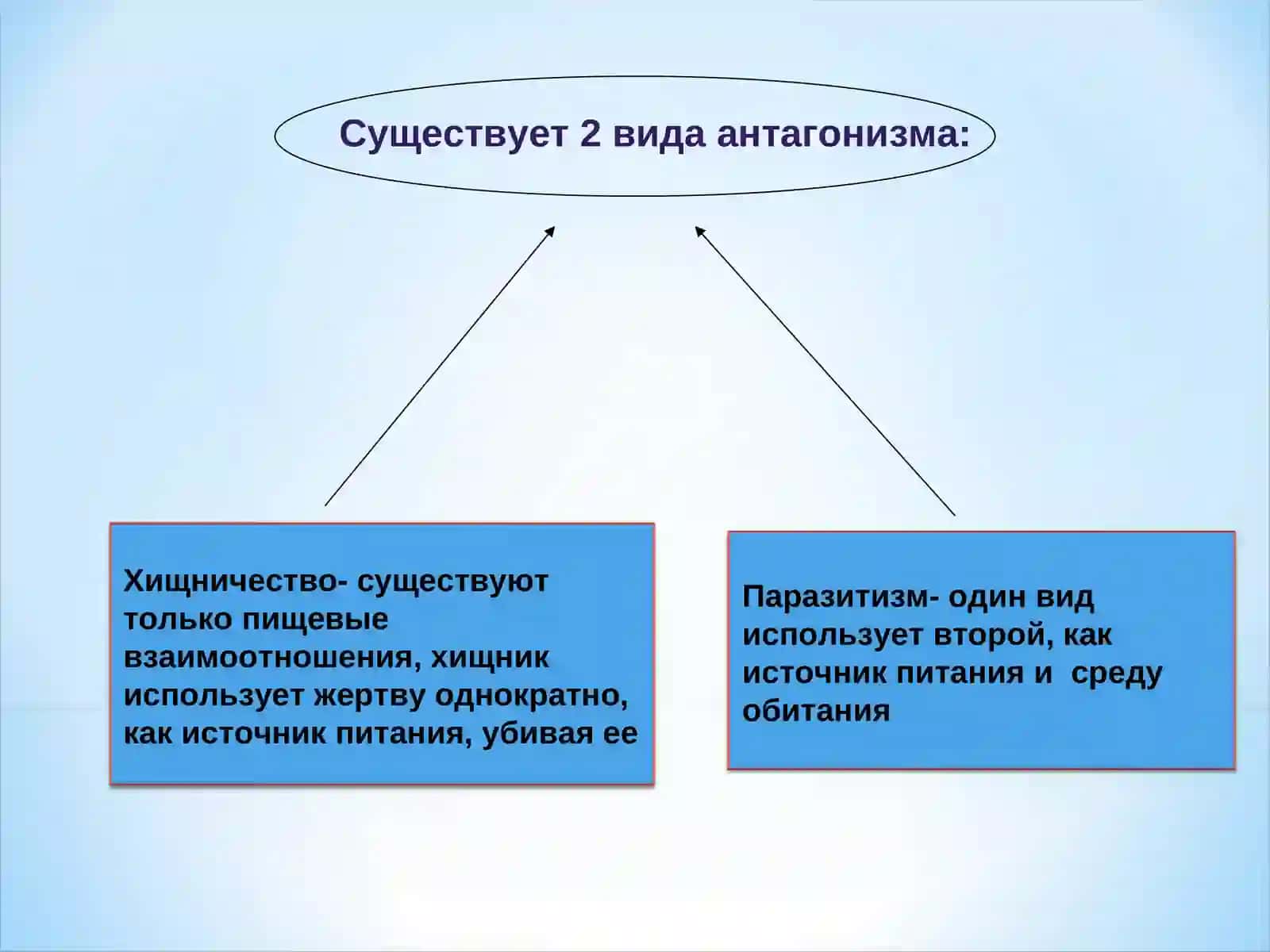 Паразитология 4
