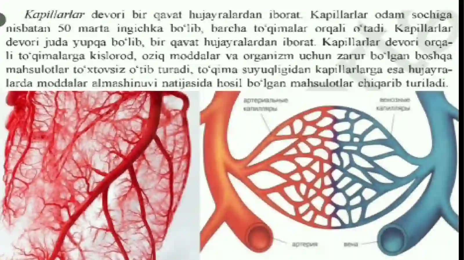 qon tomirlari qon aylanish sistemasi 4