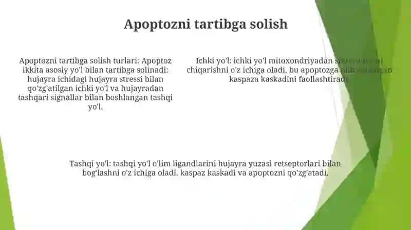 Hujayra Appoptozi 4