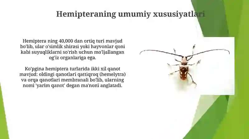 Hemiptera turkumi 4