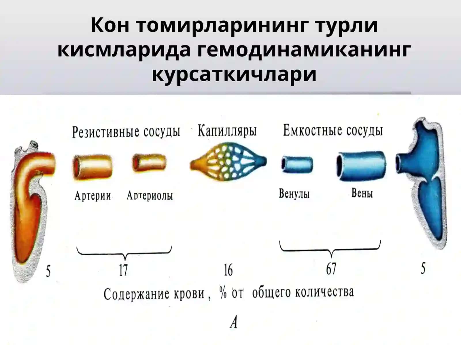 Қон томирлар харакати 4