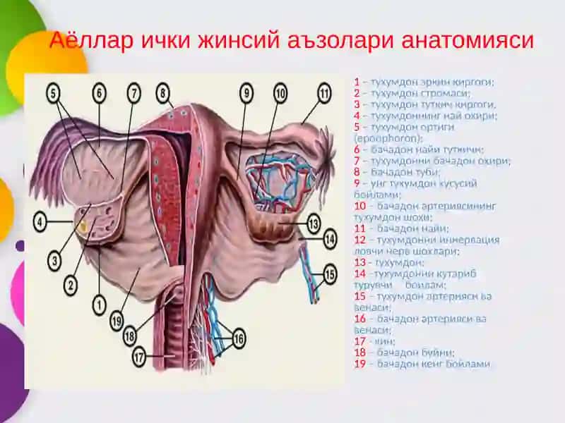 Тухумдон хавфсиз усмалари 4