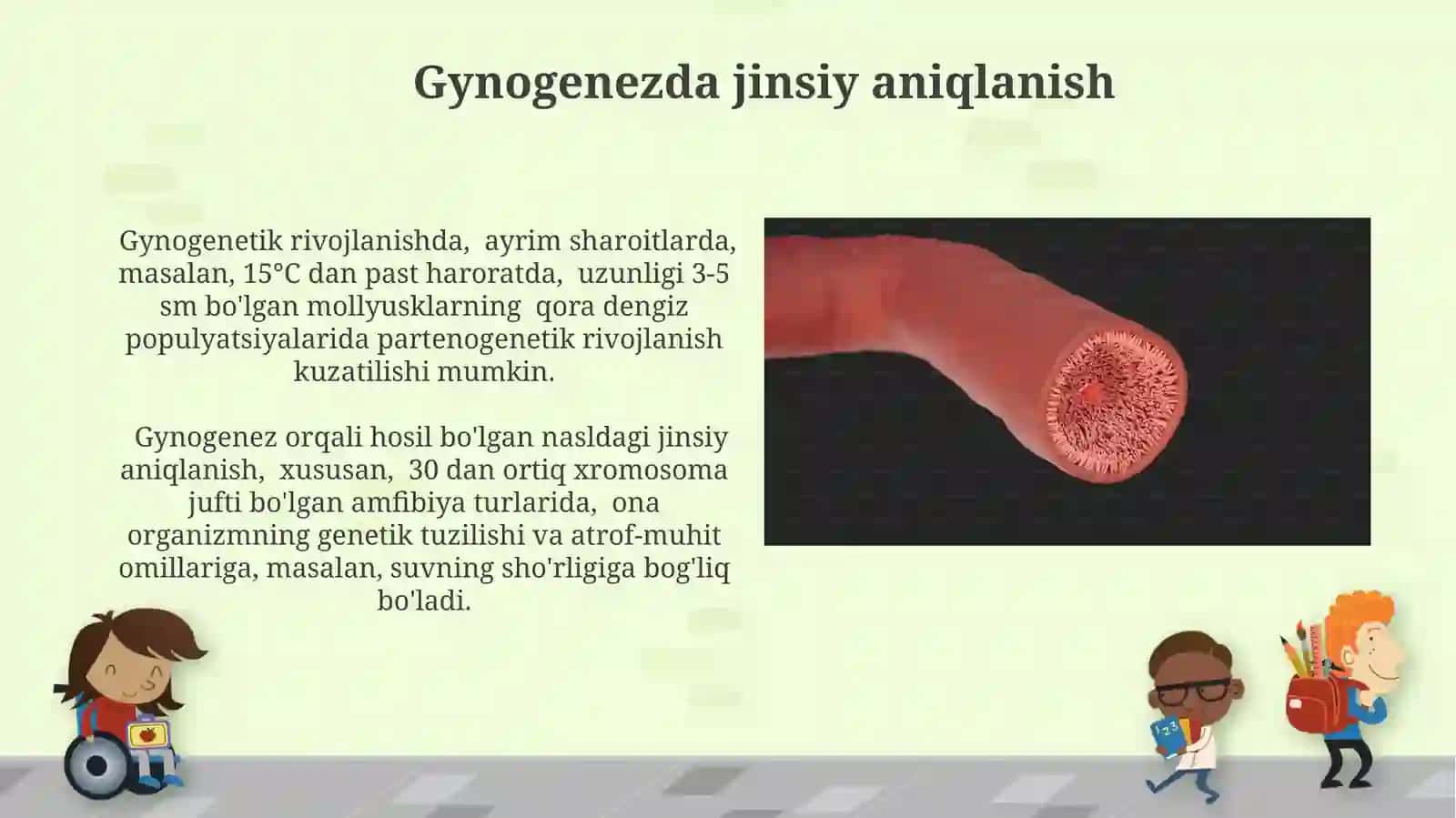 Androgenez, Ginogenez va Partenogenez 4
