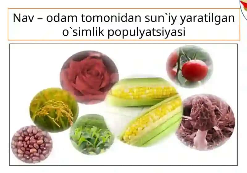 O`simlik va hayvonlar seleksiyasi 4