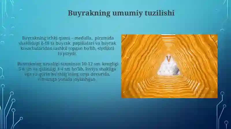 Buyrak va uning tuzilishi 4