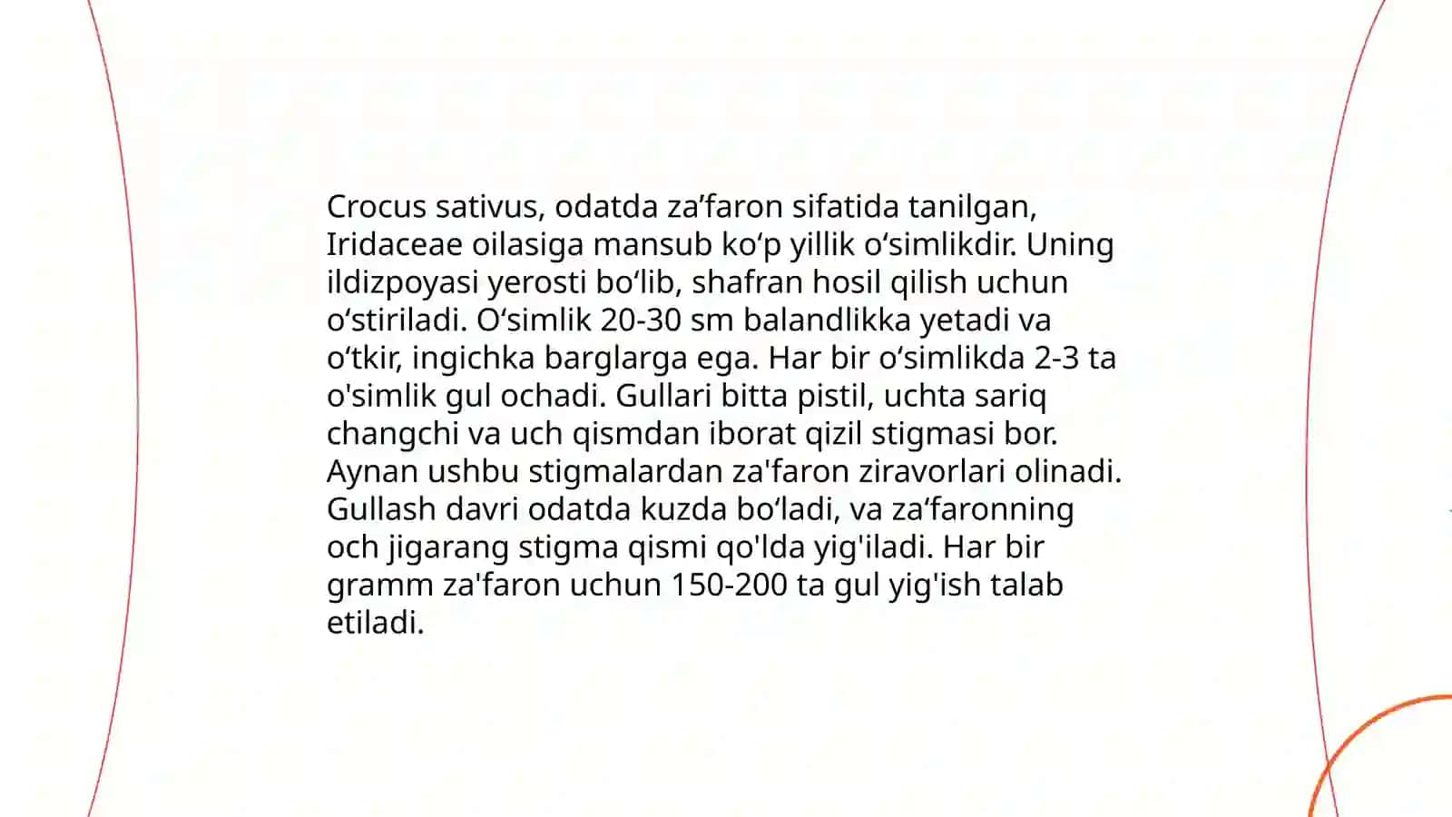 EKMA ZA'FARON, Crocus sativus 4