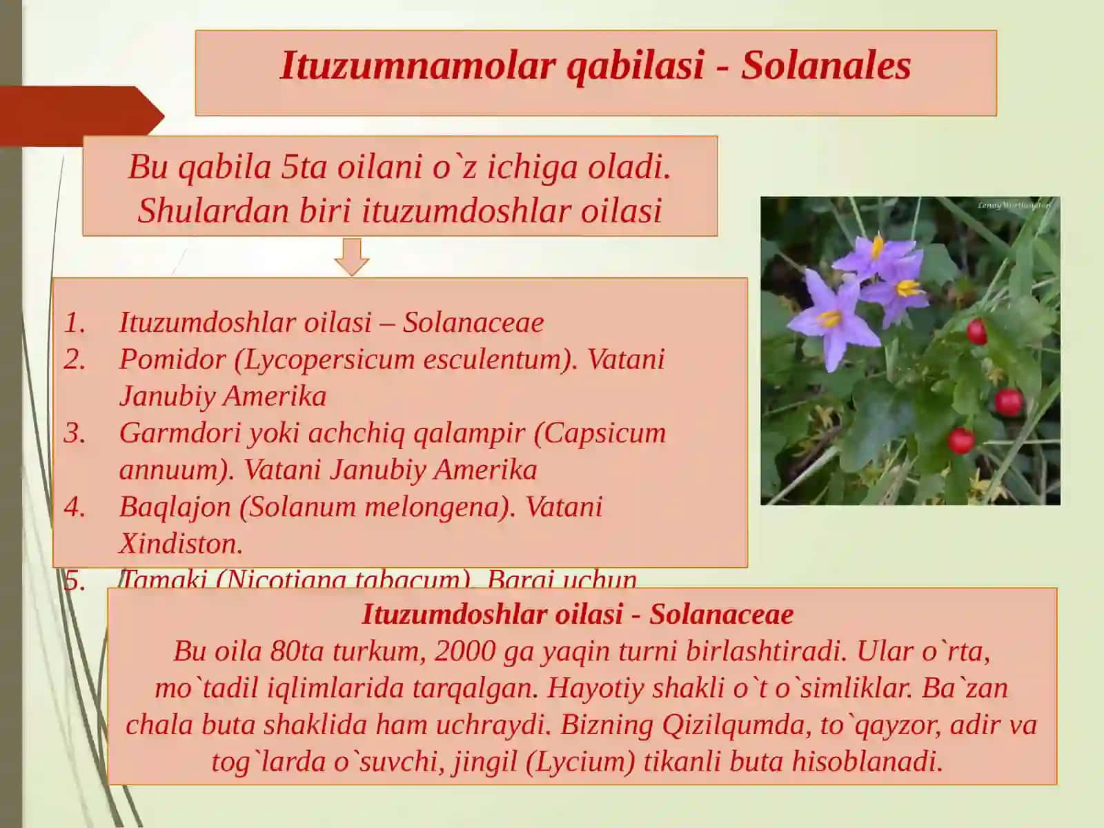 Yalpiz kabilar sinfchasi 4