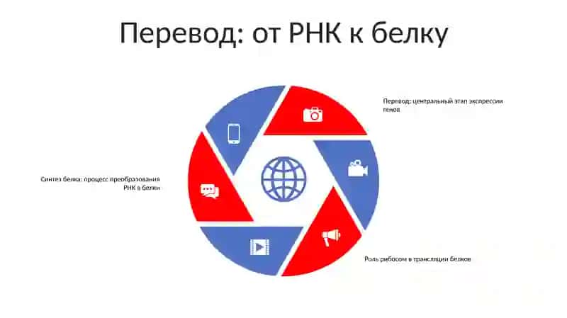 Биосинтез Белка 4