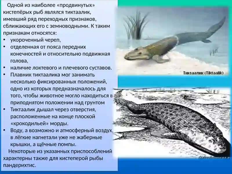Эволюция земноводных 4