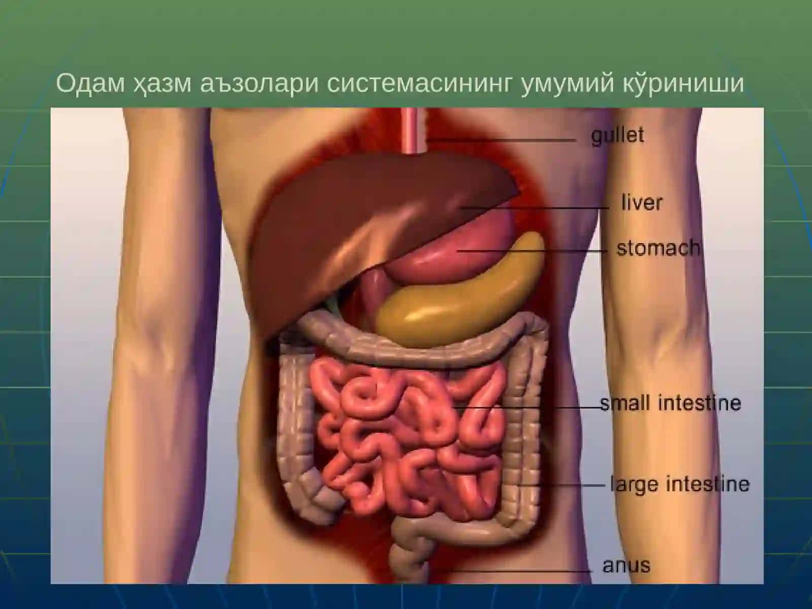 Ички аъзолар тўғрисида умумий тушунча. Хазм маъзоларининг тараққиёти. Хазм маъзолари тузилишининг умумий хусусиятлари. Оғиз бўшлиғининг анатомияси. Танглай. Сўлак безлари. Халкум. Қизилўнгач. Меъда. Ингичка ва йўғончак 4