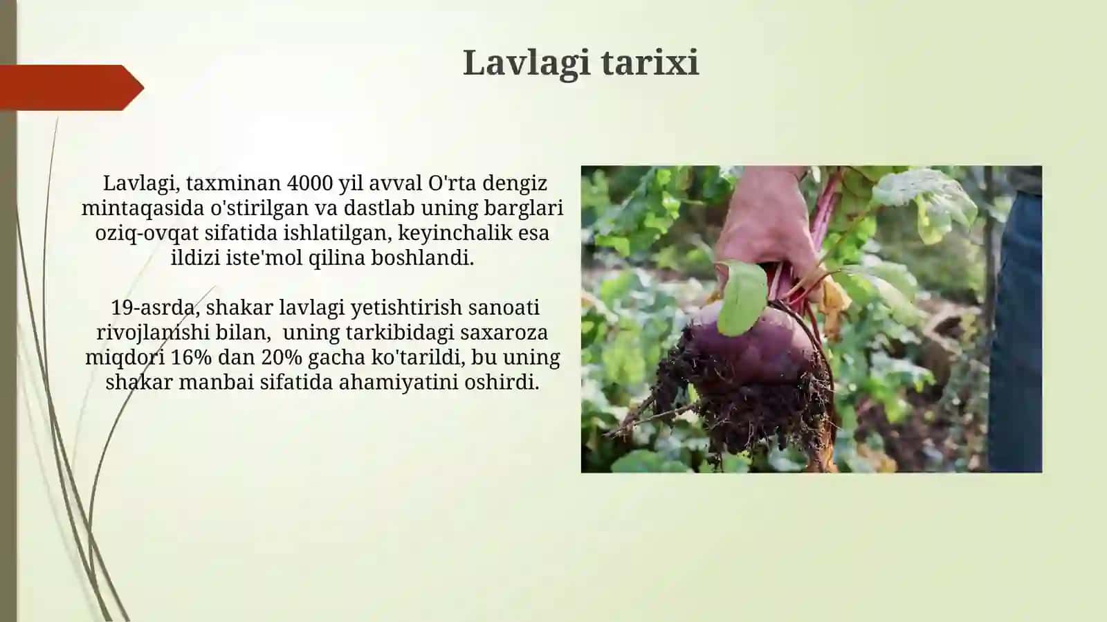 Lavlagi: Qo'llanilishi va Retseptlari 4