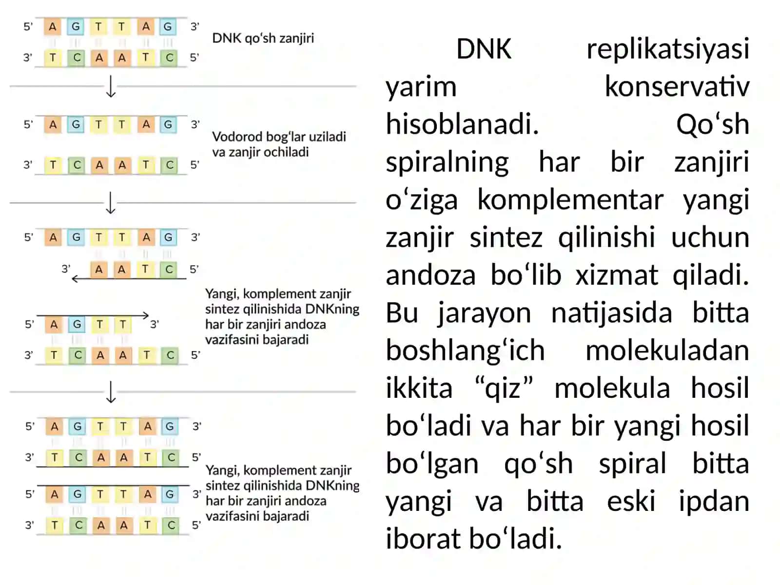 DNK replikatsiyasi 4