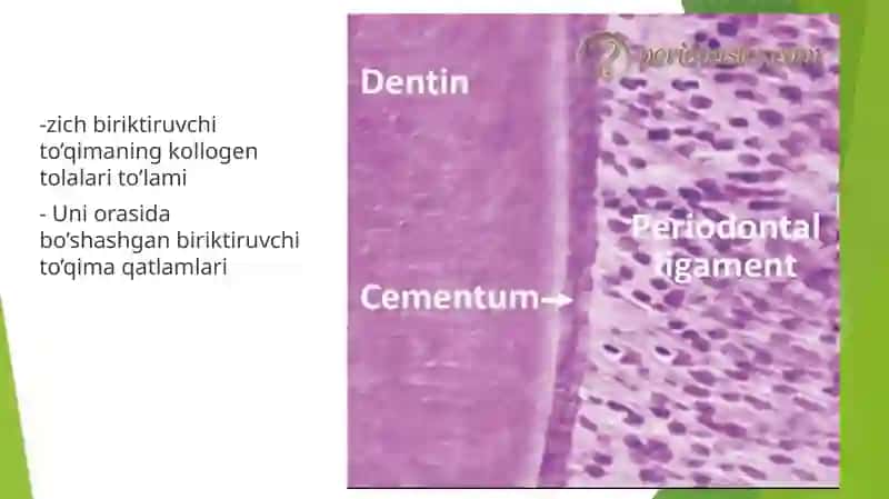 Periodontto’qimasi anatomik va funksiyonal xususiyatlari 4