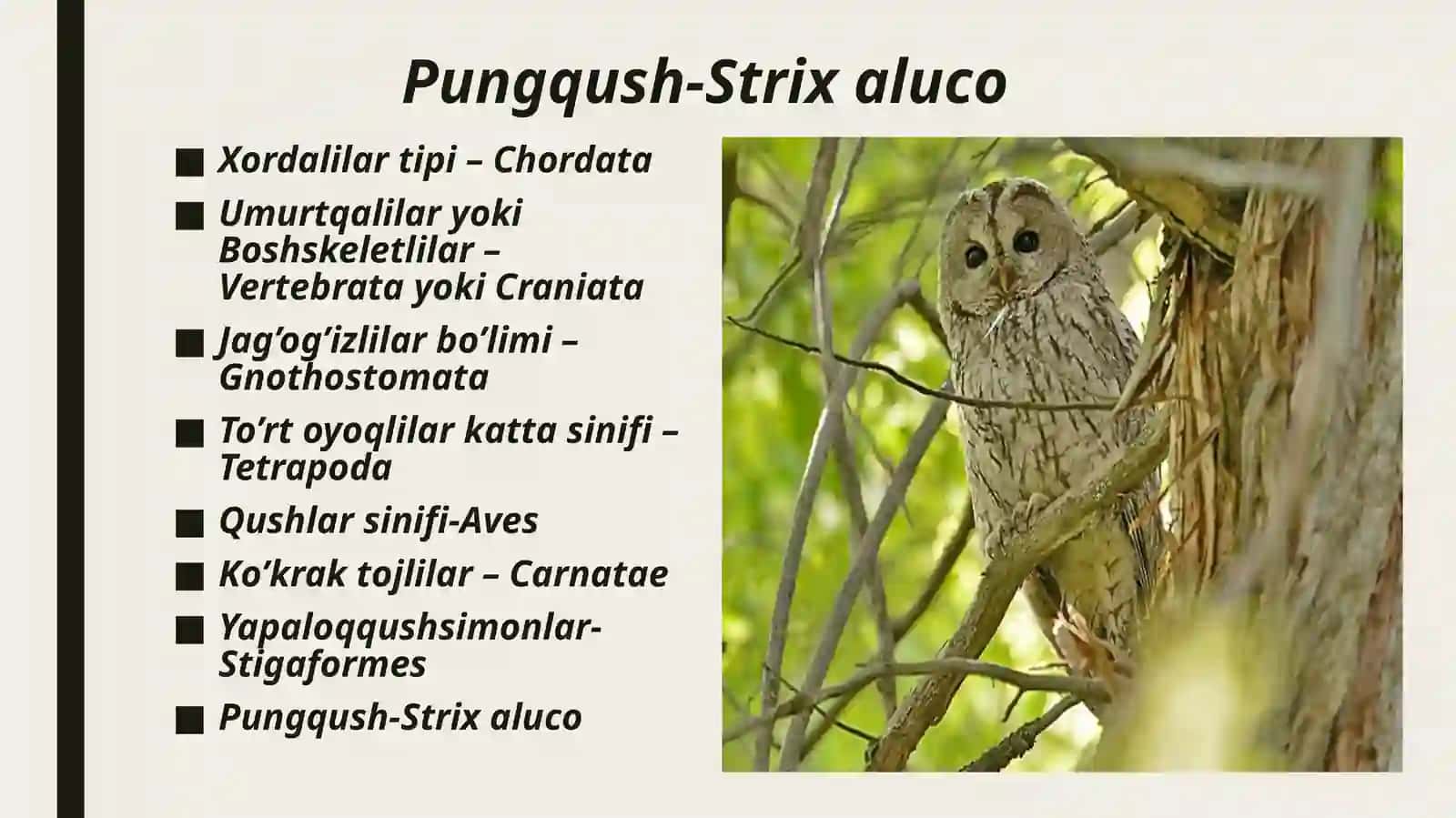 Boyo‘g’li yoki Boyqush-Athene noctua 4