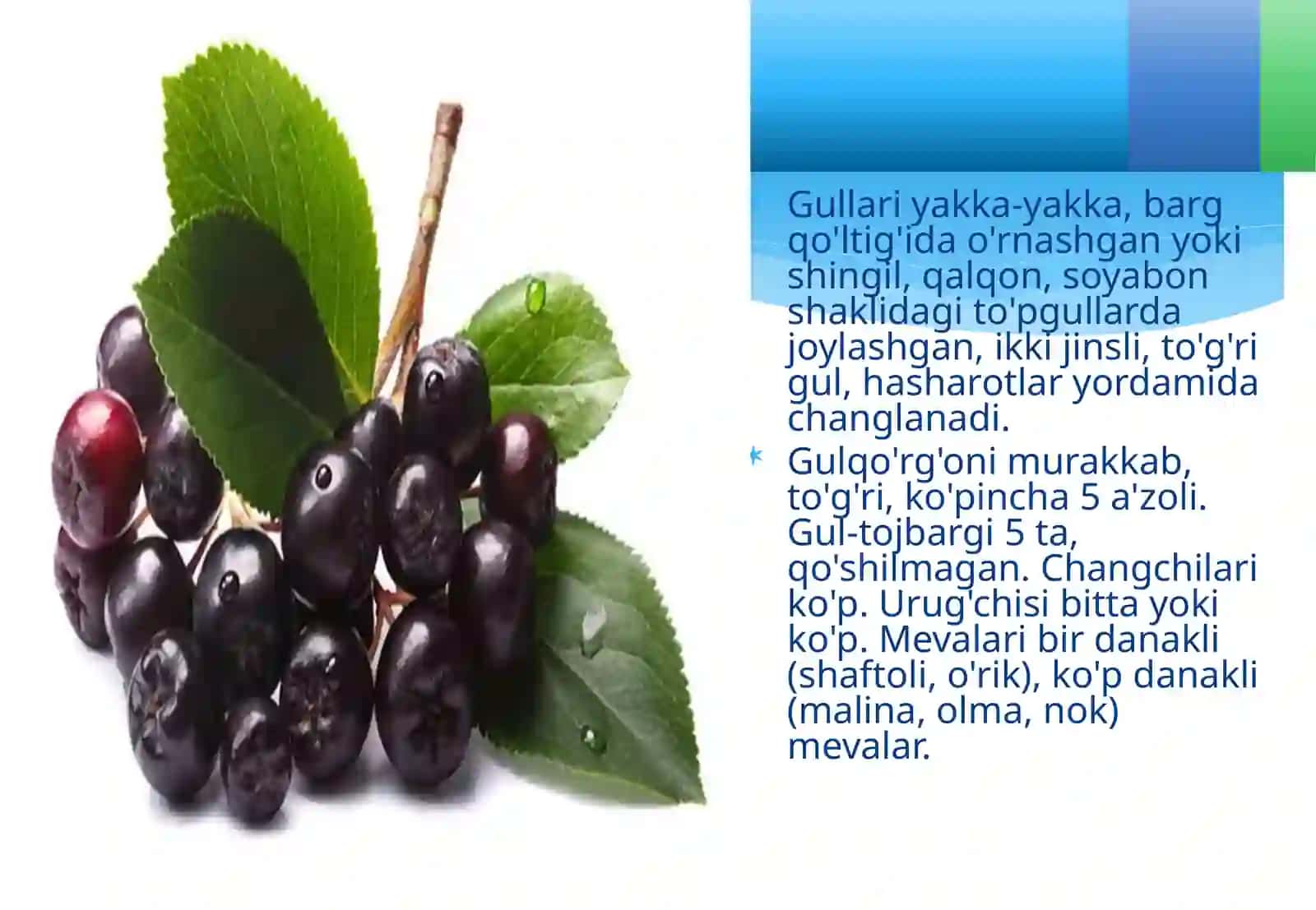 Ra’nodoshlar oilasining asosiy turkum va turlari 4