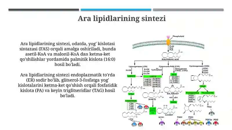 Ara lipid metabolizmi 4