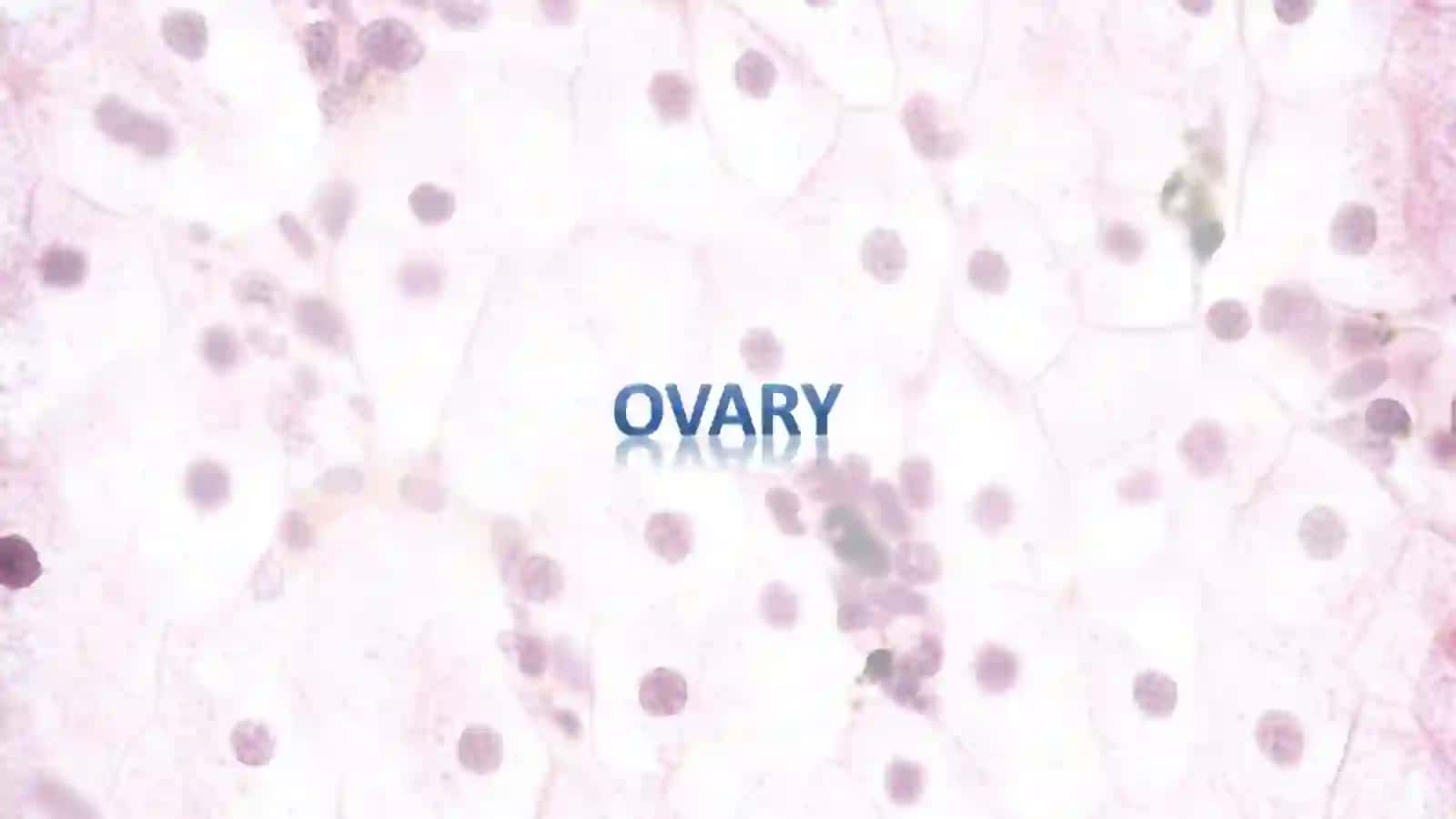 Mammary glands and Reproductive System Organs 4