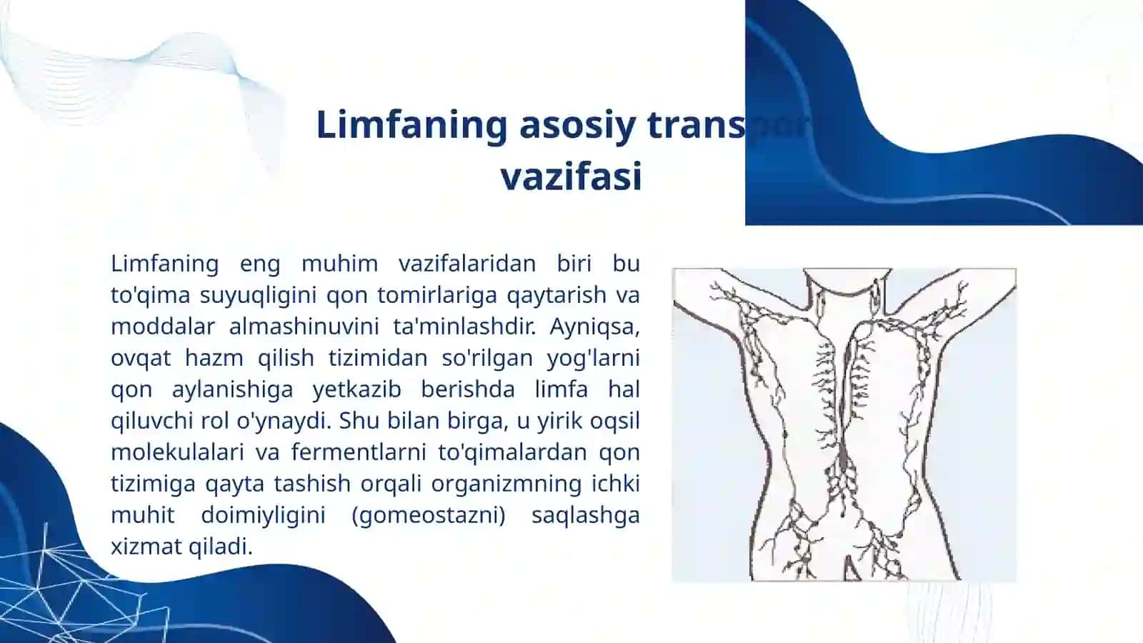 Limfaning hosil bo'lish jarayoni va uning manbai 4