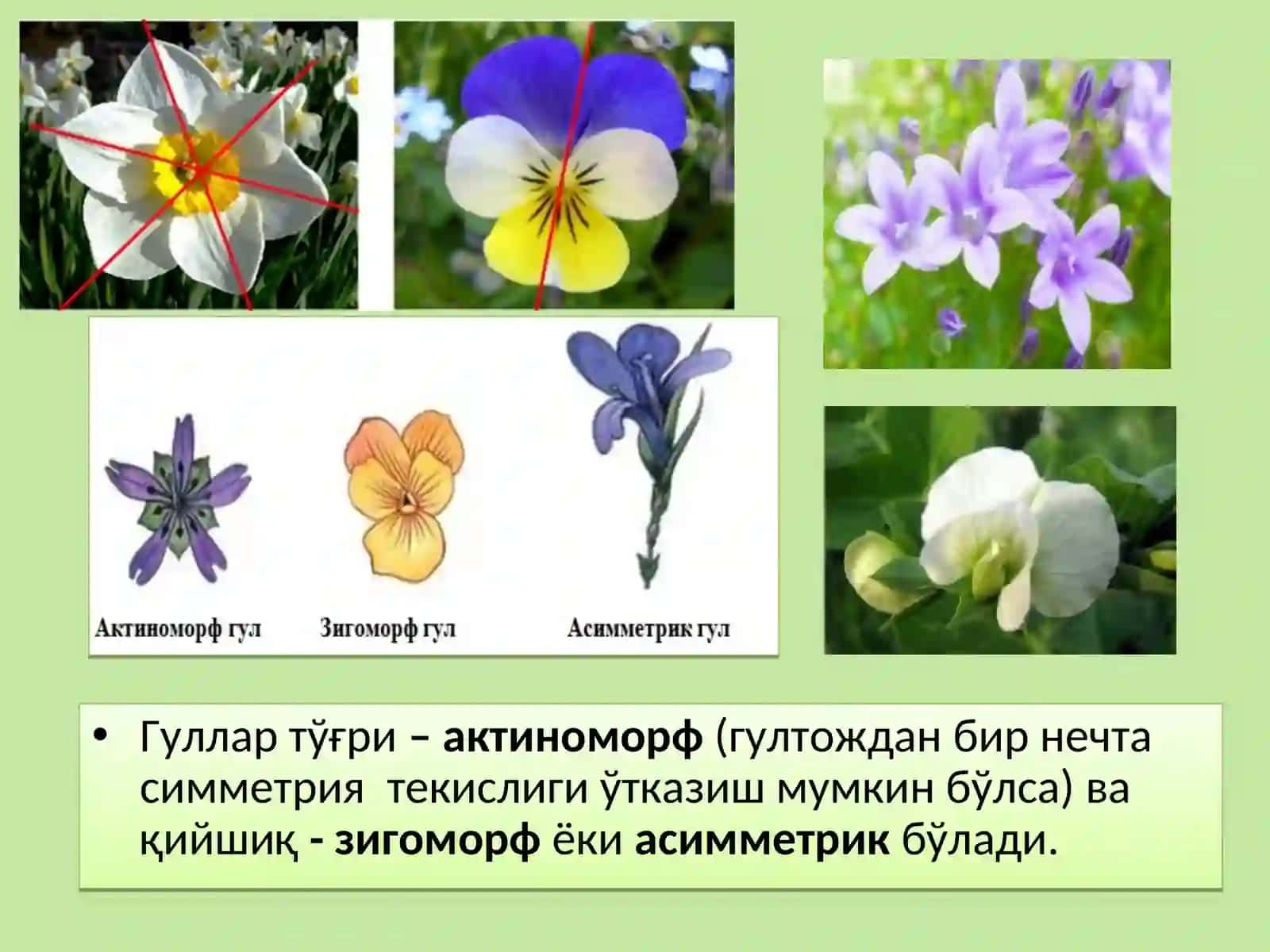 Гулнинг тузилиши ва хиллари 4