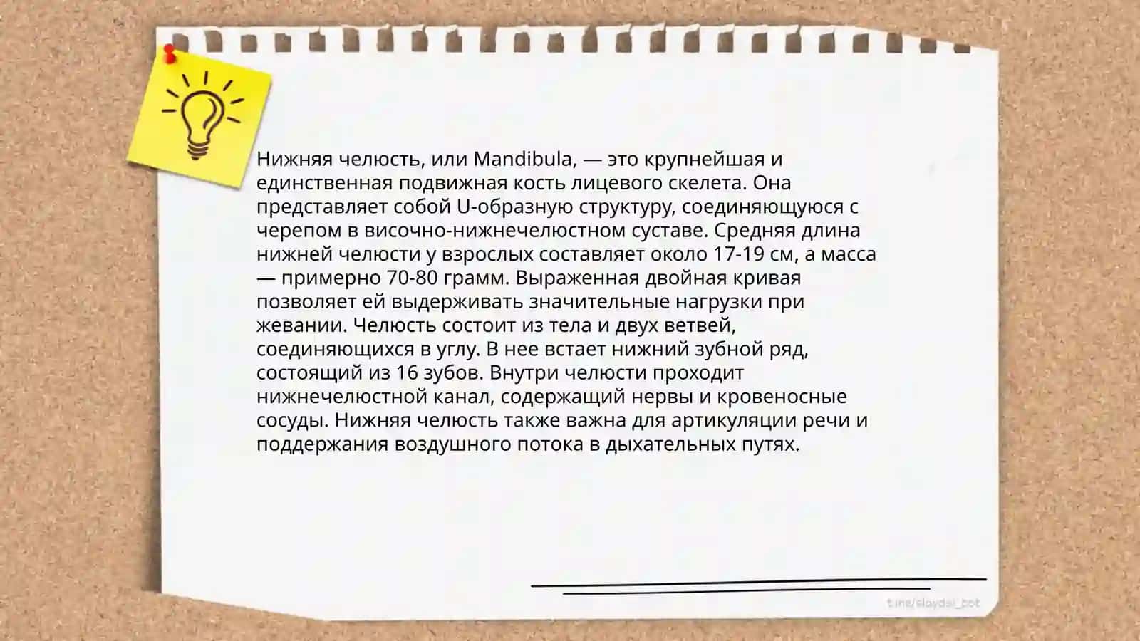 Кости лицевого черепа 4