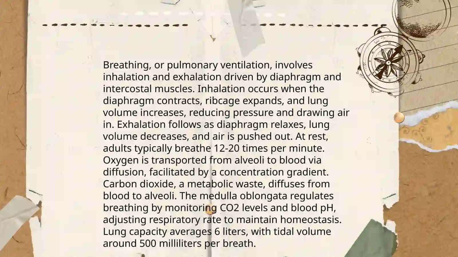 Respiratory system 4