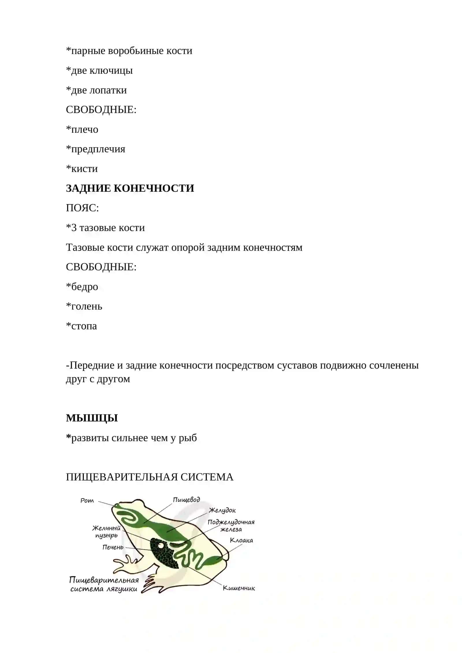 Земноводный 4