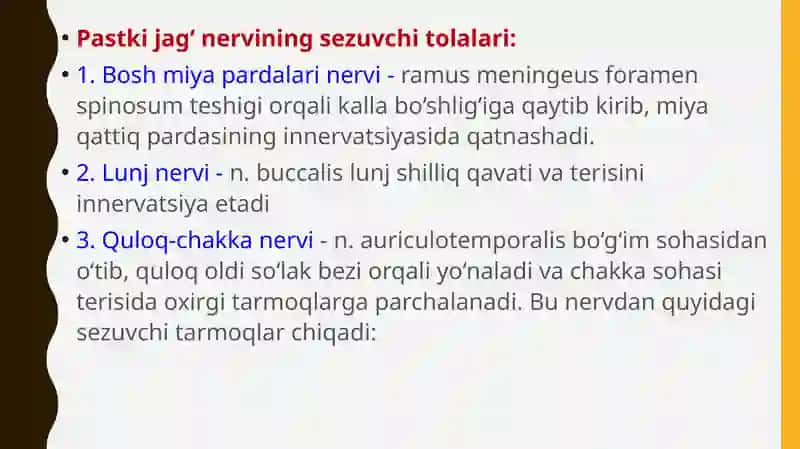 Uch shoxli nerv (n.mandibularis) 4
