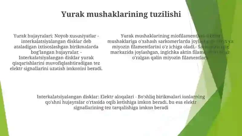 Muskul ToʻQimasining Tuzilishi 4