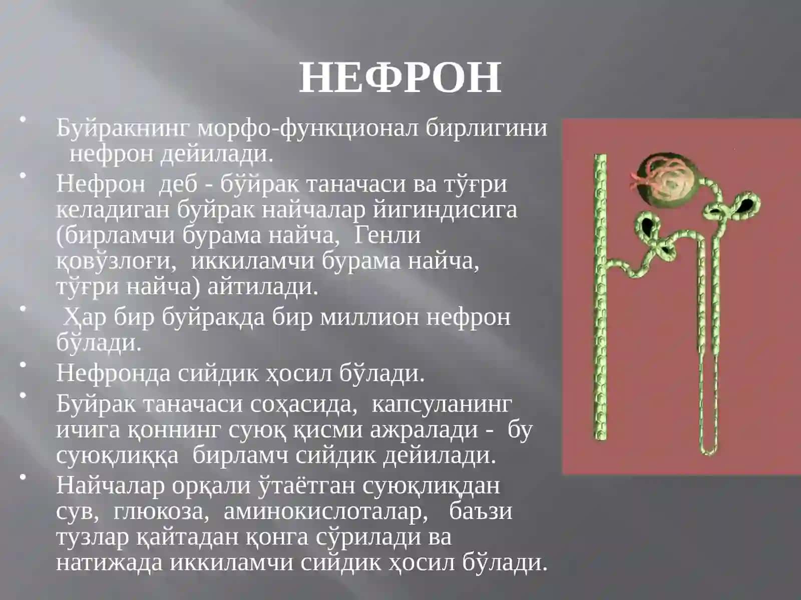 Буйрак 4