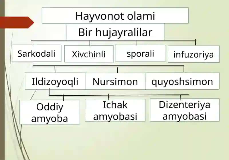 Soxta oyoqlilar sinfi 4