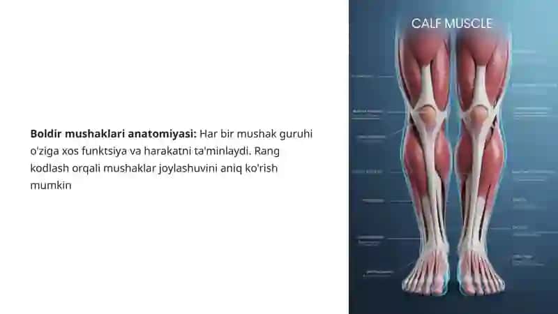 Boldir Mushaklari: Tuzilishi va Funktsiyasi 4