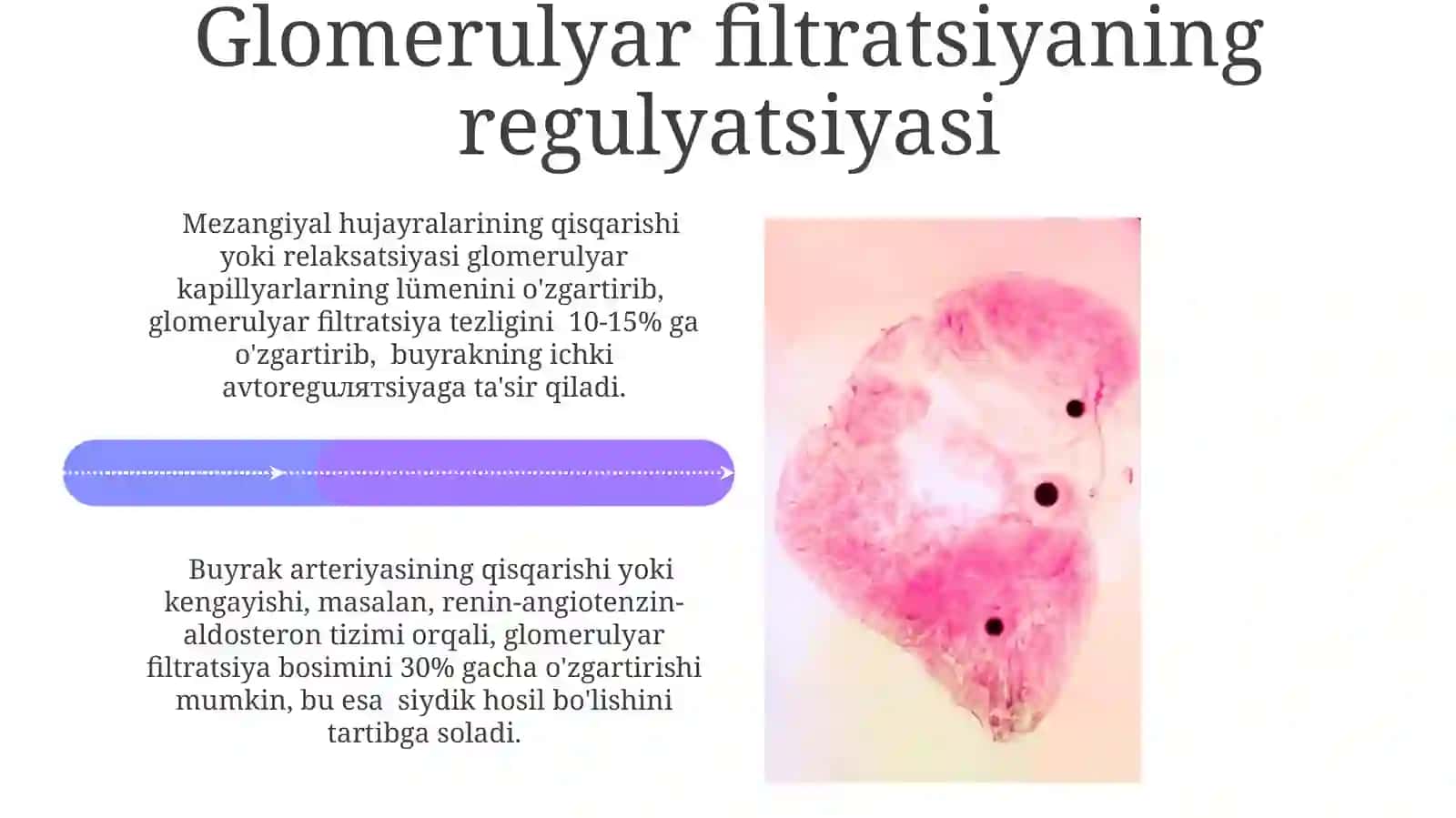 Buyrakbosimifiziologiyasi 4