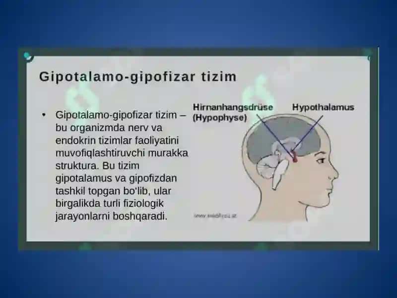Gipotalamo-gipofizar tizim 4