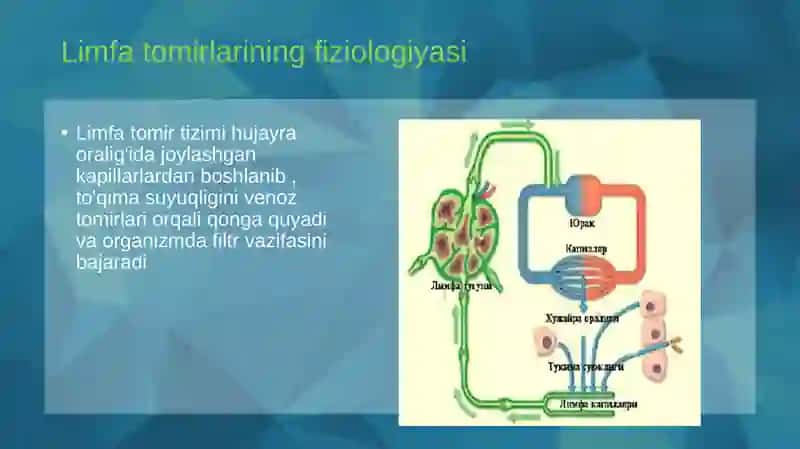 Limfaning hosil bo'lishi tarkibi va vazifalari 4