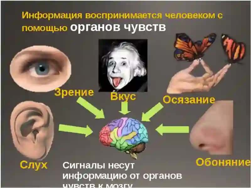 Лекция 7. Ощущение и восприятие 4