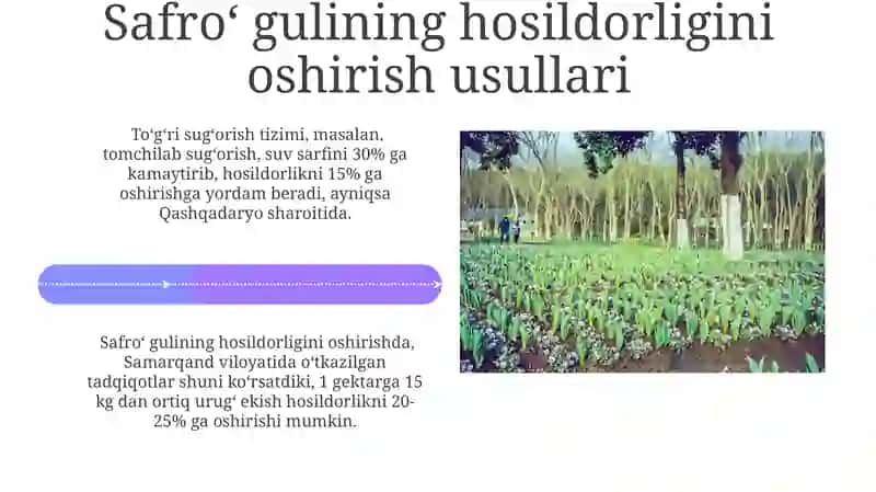 Agro technology of safflower 4
