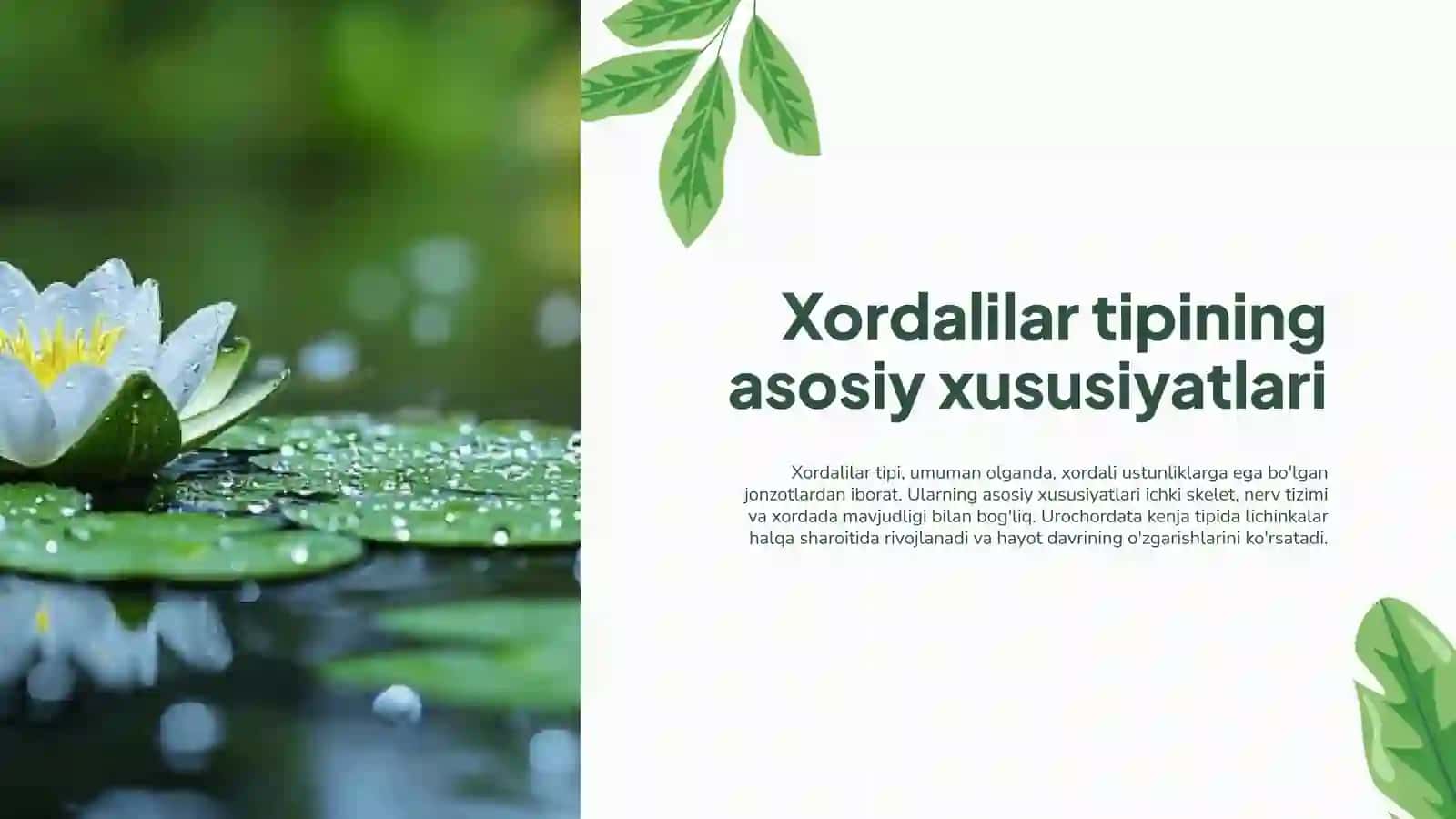 Xordalilar tipi - Chordata 4