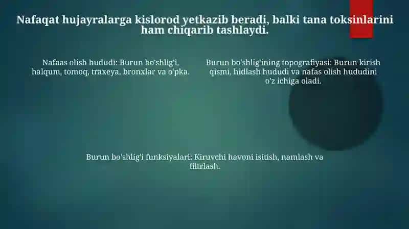 Burun Bo'shlig'i Anatomiyasi 4