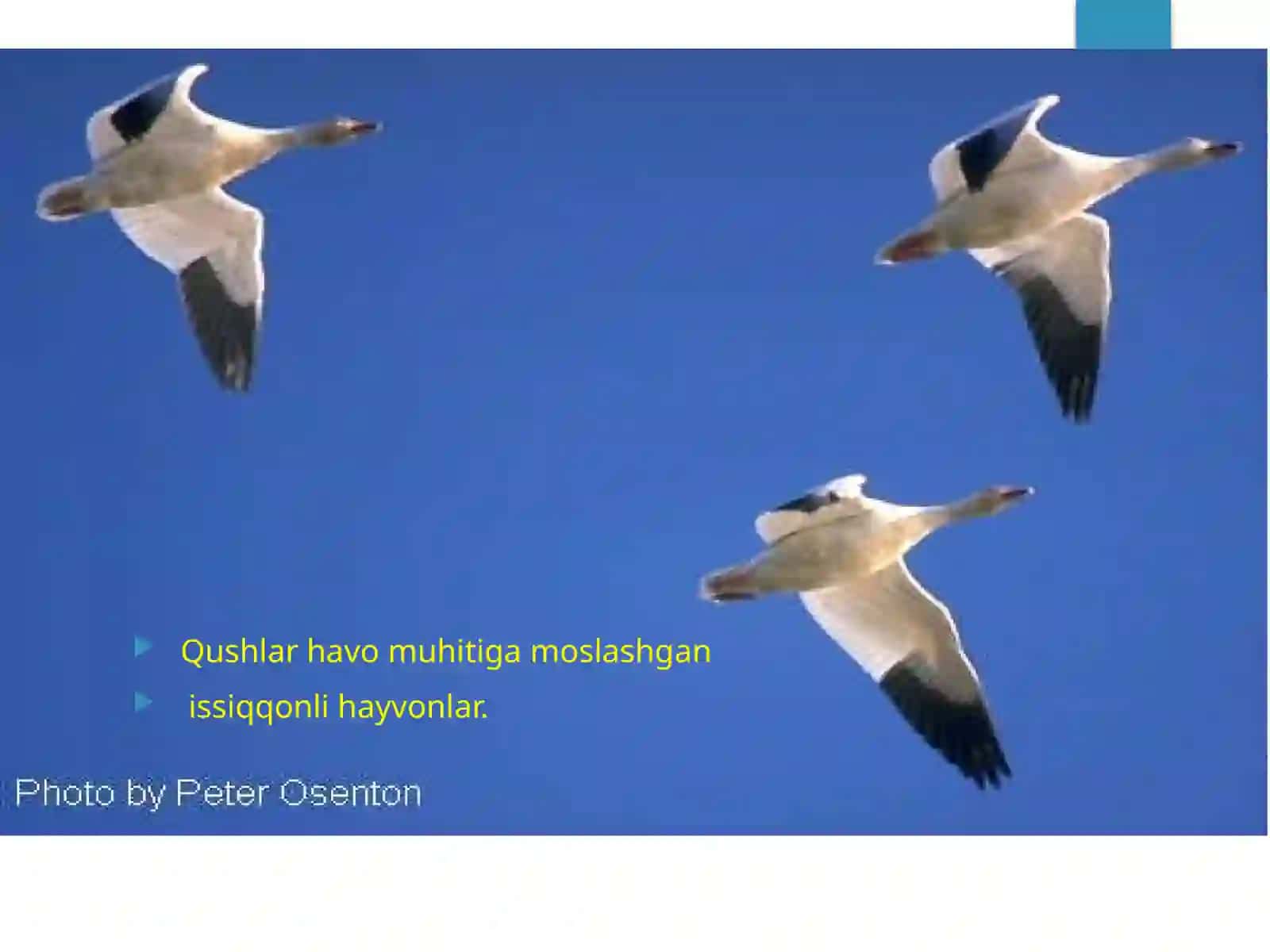 Qushlarsinfi 4