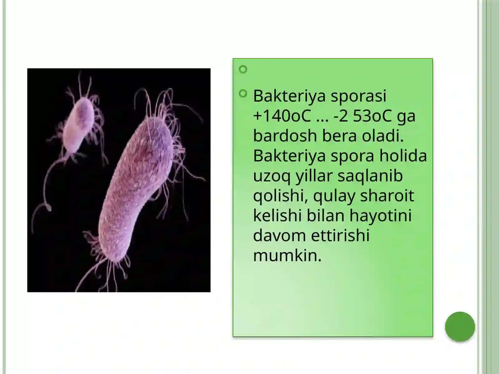 Bakteriyalardunyosi 4