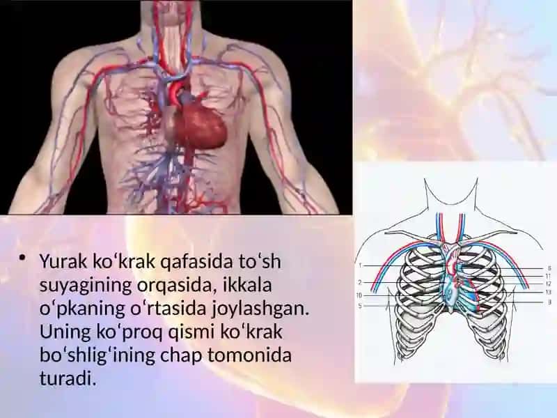Qonaylanish sistemasi haqida umumiy tushuncha 4