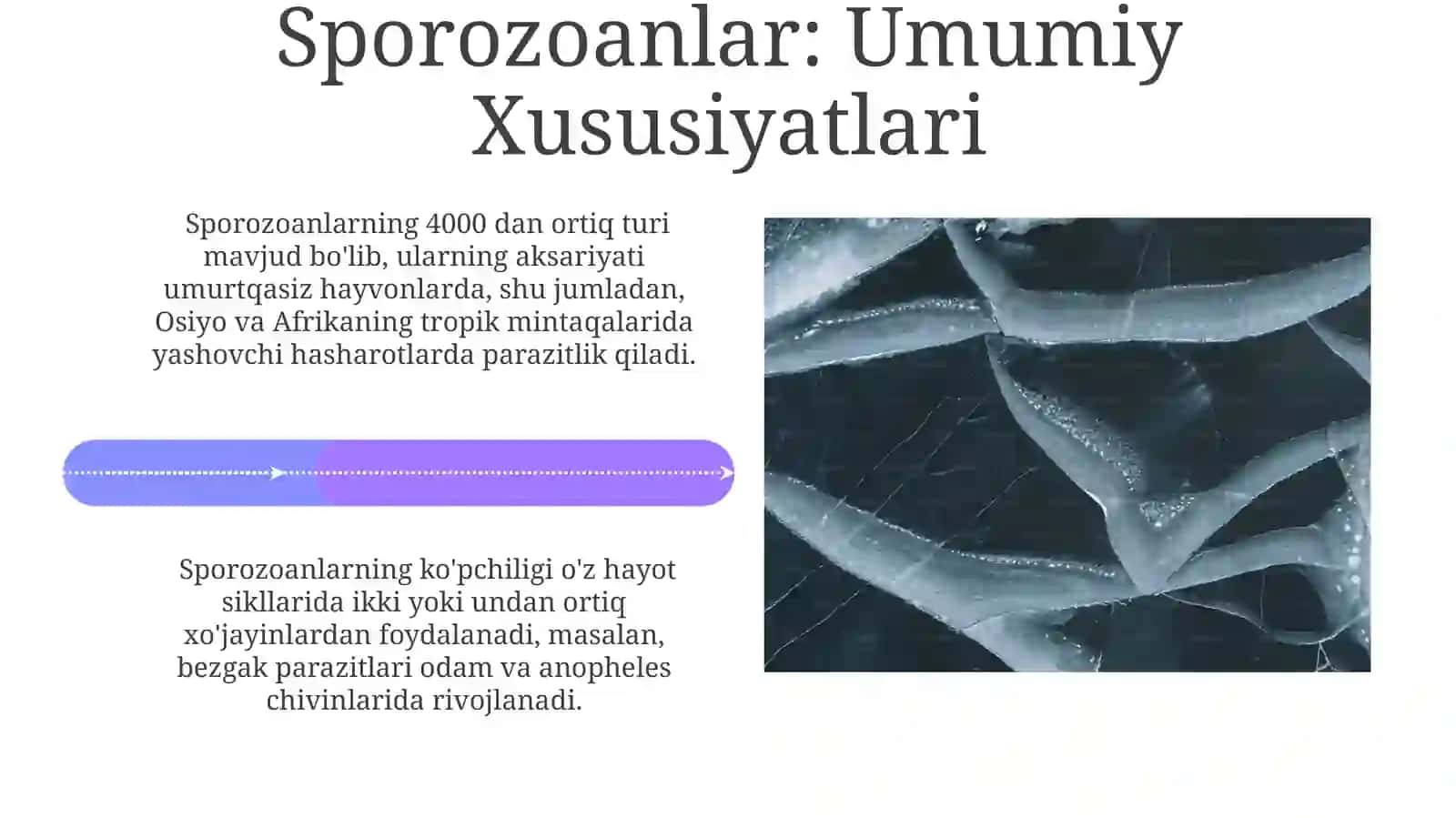 Davolash va Oldini Olish Strategiyalari 4