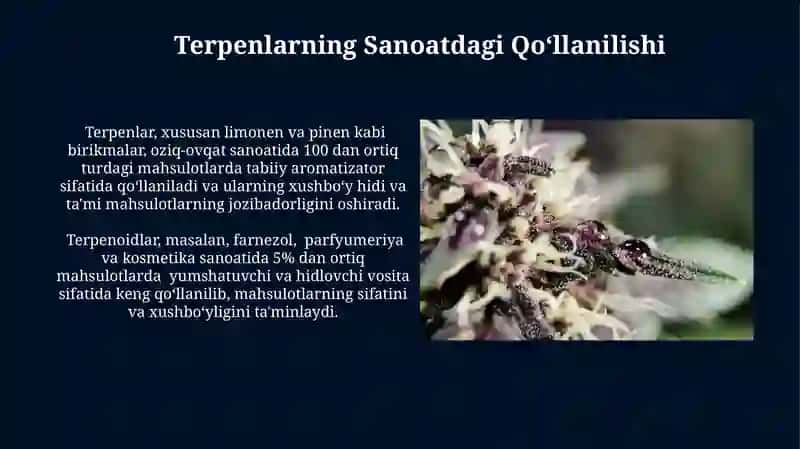 Terpenlar va terpenoidlar: xossalari va qo‘llanilishi 4
