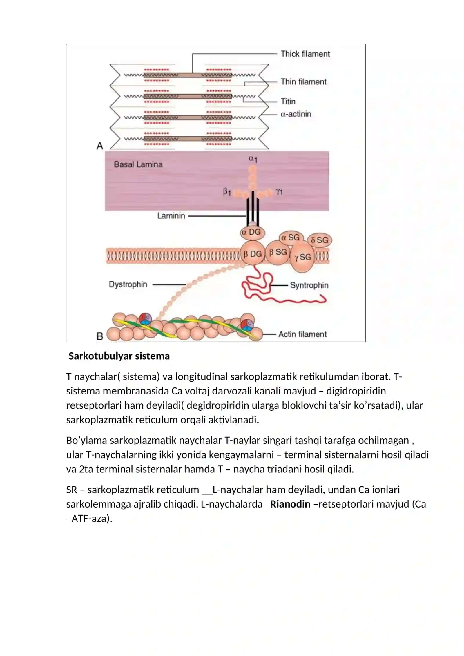 Mushak fiziologiyasi 4
